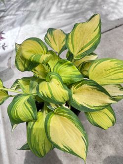 Hosta Great Expectations Outdoor Plant