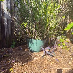 Huge devils Backbone