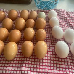 Fresh Eggs 