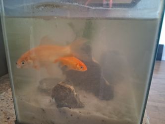 Selling Fish Tank And Supplies