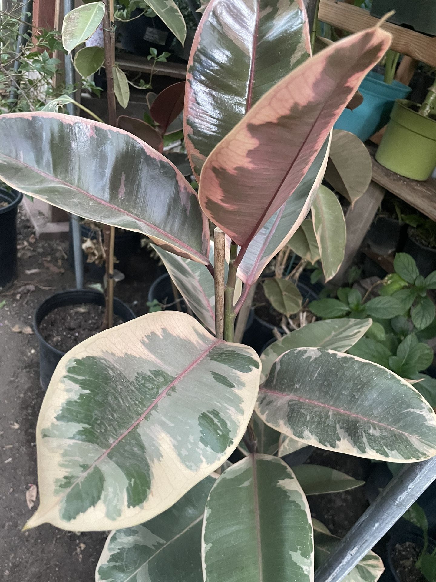 HERMOSAS PLANTAS NATURALES “PINK RUBER PLANT