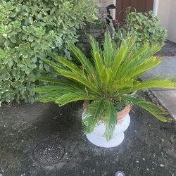 Beautiful Bonsai Palm In Ceramic Pot Has 3 Years 