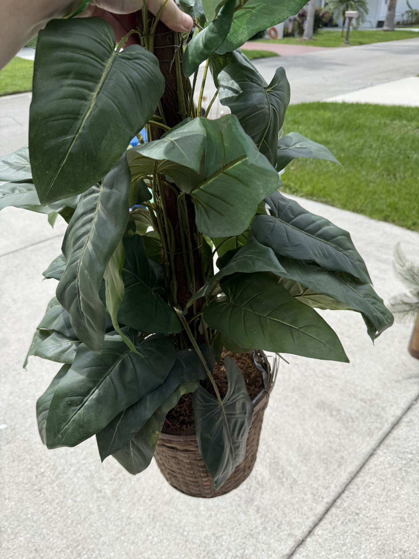 Decorative Plant (artificial)