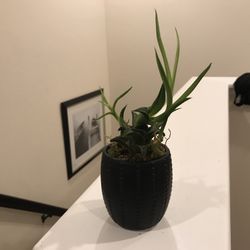 Succulent Plant In Black