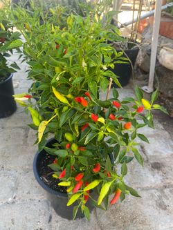 Diferent kind of peppers 🌶️