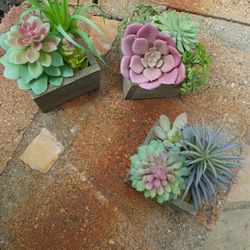 Fake Succulents 