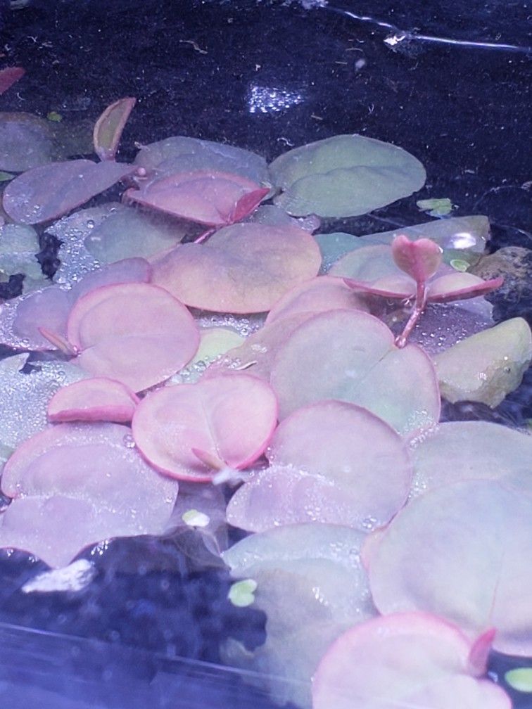 Red Root Floaters
