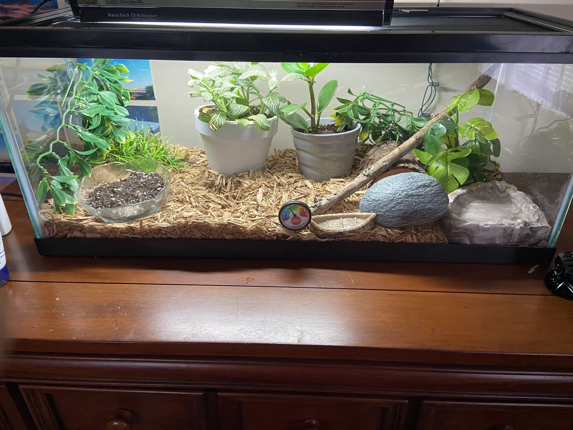 1 YEAR OLD CORNSNAKE WITH 20 GAL TANK INCLUDED 