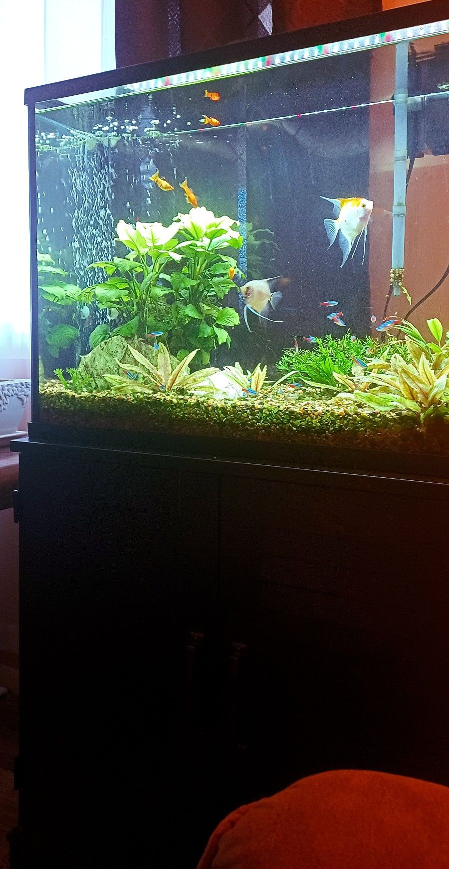 37 Gallon Aquarium  & Stand 