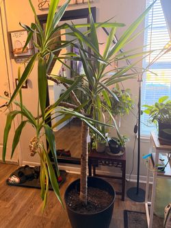 Plant