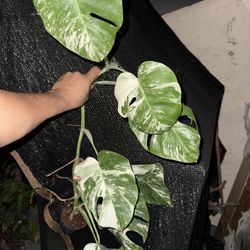 Variegated Albo Monstera