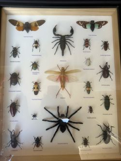 Huge Exotic Butterfly/Anthropod collection