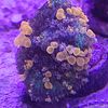 Zoas Coral 