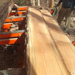 White Oak Live Edge Slabs 