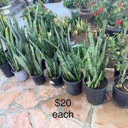 Snake Plants Indoor Outdoor Plants 