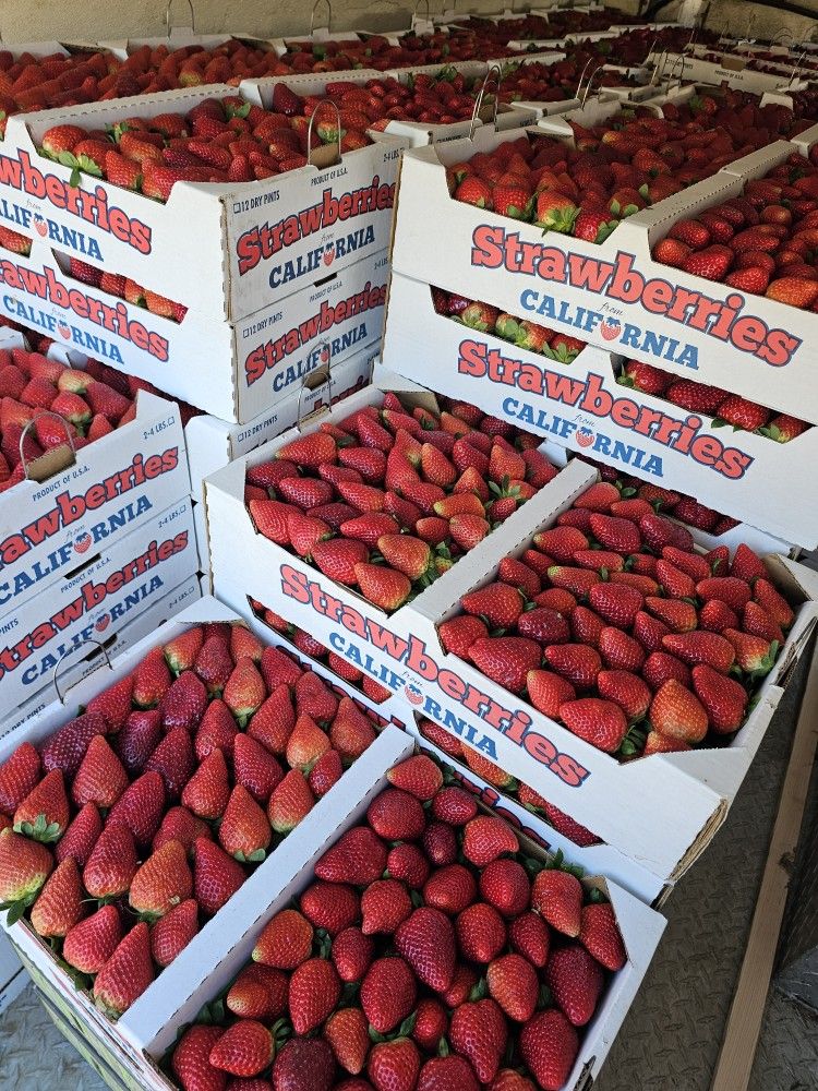 Fresh Strawberries/ Fresas Frescas 