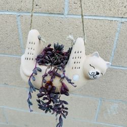 Succulents plants 🪴 