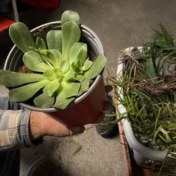 Succulent Variety Cuttings