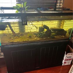 75 Gallon Tank 