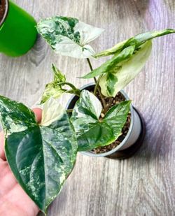 Syngonium Albo $25