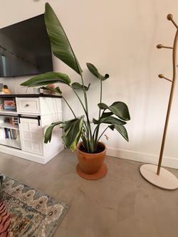 Large Bird of Paradise Plant in Terra Cotta Pot