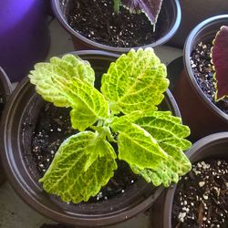 Green coleus plants