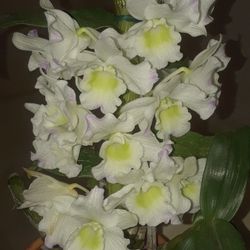 Orchids 