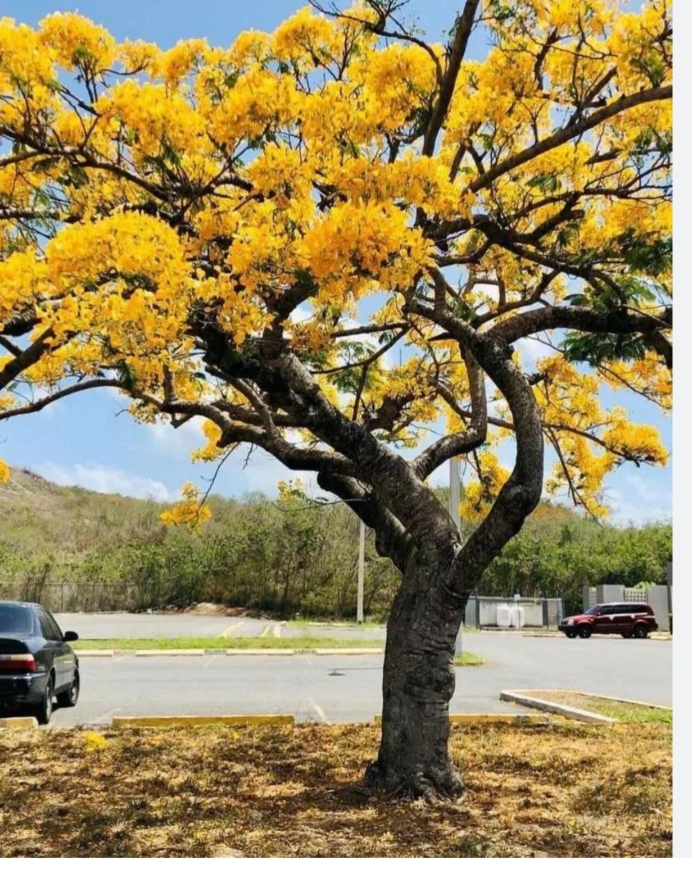 Flamboyant Dwarf Tree