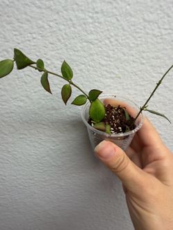 Hoya Microstemma