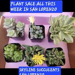 SUCCULENT AND PLANT Sale Today SATURDAY IN SAN LORENZO STARTS AT 1PM
