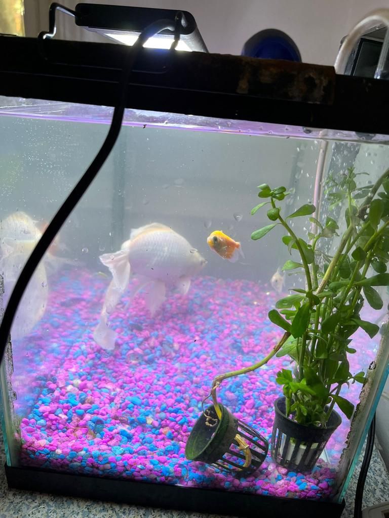 Fish tank with fishes