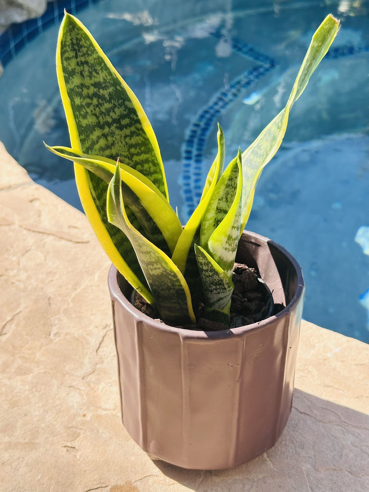 Ceramic Pot With Sensevieria Plant