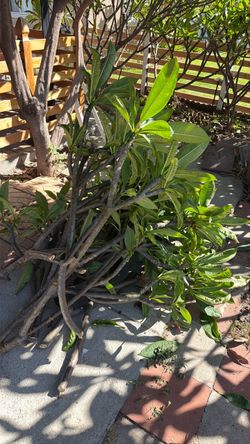 Plant free