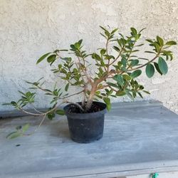 Green Island Ficus Pre Bonsai