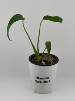 Monstera Burle Marx Flame