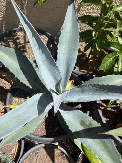 Blue agave