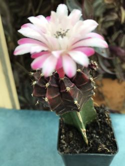 Gymnocalycium cactus 🌵 reall flowers 🌸