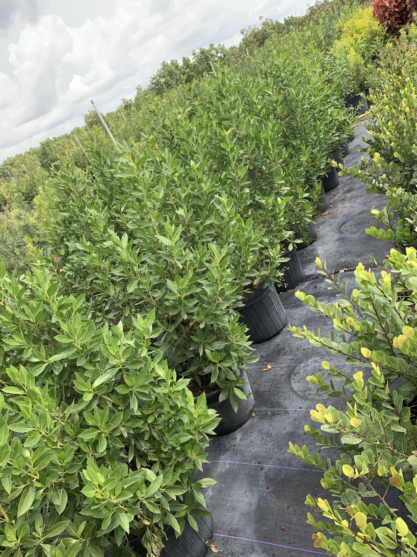 Green buttonwood 7g for Sale in Homestead, FL OfferUp