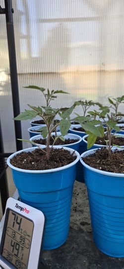 Tomato Starts