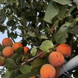 Homegrown large organic persimmon fruit on tree, handpick yourself