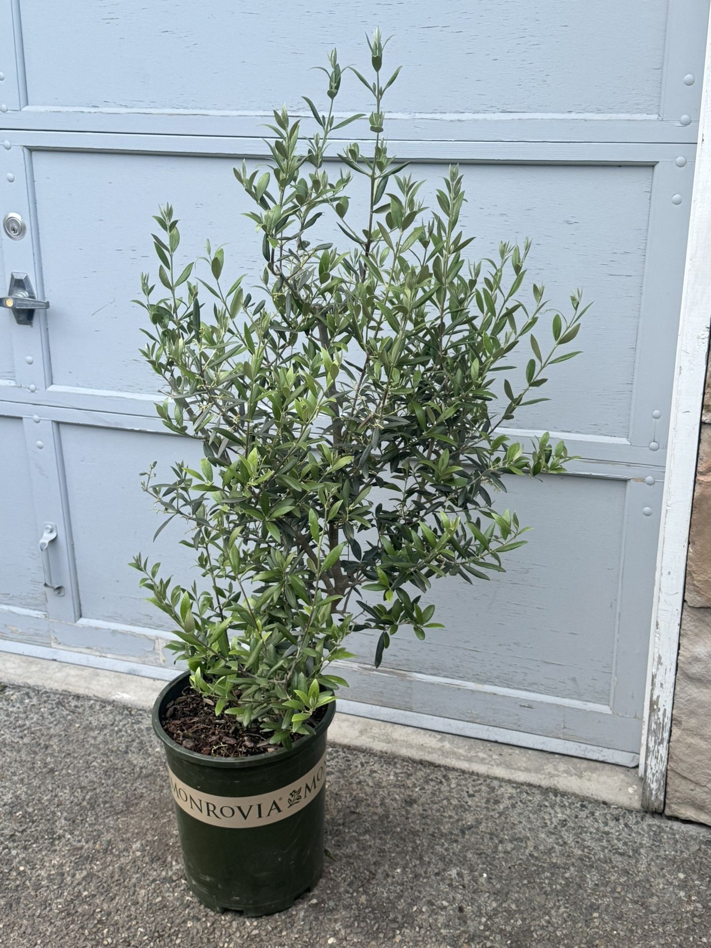 Olea europaea 'Montra Tree Over 4ft Tall