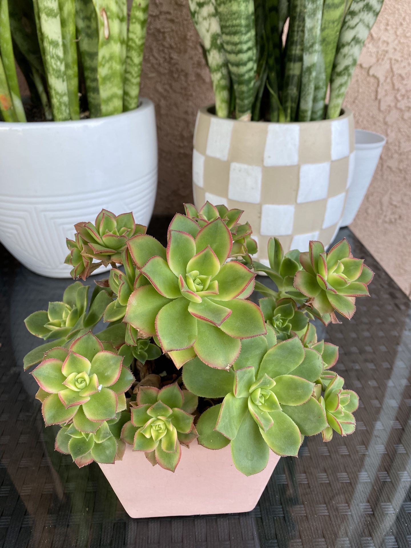 Plant