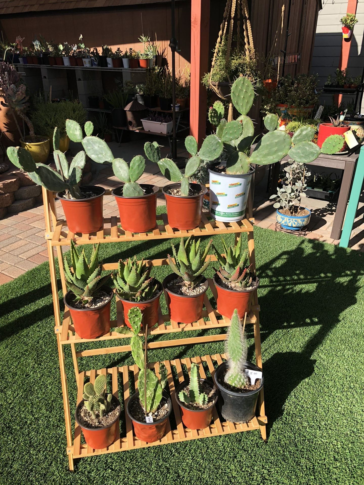 A Variety Of Cacti And Succulent Plants At $5.00 Each