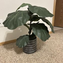 2ft Tall Fiddle Leaf Artificial Plant 