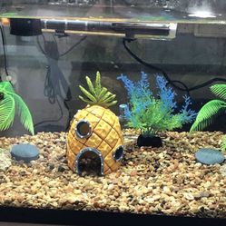 10 Gal Complete Aquarium READY TO GO