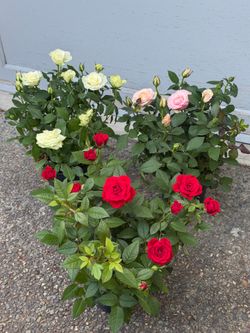 Mini roses $15 each