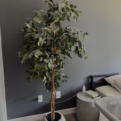 Beautiful 6ft Ficus Tree 