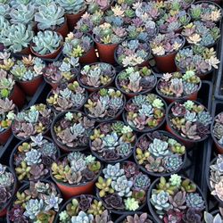 Succulent Plants In 4” Combos $3 Each 