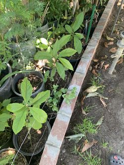 Avocado Plants