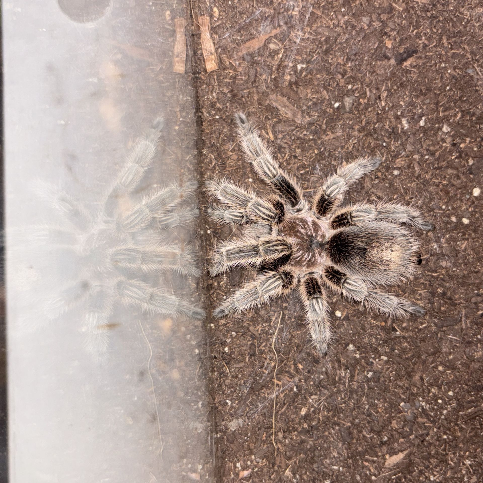 Grammostola rosea ‘Chilean rose’ Tarantula